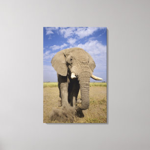 Kenia: Amboseli National Park, alfabet Canvas Afdruk