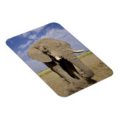 Kenia: Amboseli National Park, alfabet Magneet (Rechterzijde)