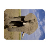 Kenia: Amboseli National Park, alfabet Magneet (Horizontaal)