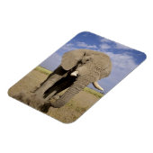 Kenia: Amboseli National Park, alfabet Magneet (Linkerzijde)