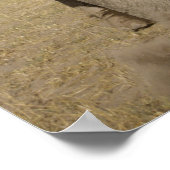 Kenia: Amboseli National Park, alfabet Poster (Hoek)