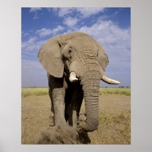 Kenia: Amboseli National Park, alfabet Poster