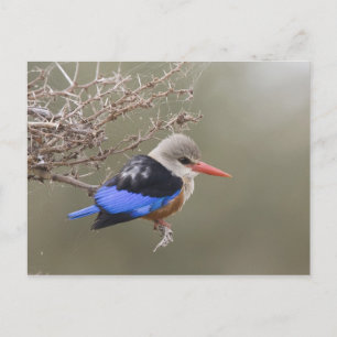 Kenia. Close-up van grijskopijsvogel Briefkaart