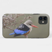 Kenia. Close-up van grijskopijsvogel Case-Mate iPhone Case (Achterkant (horizontaal))