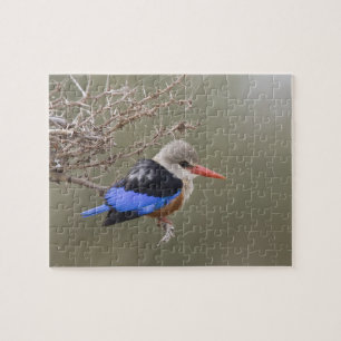 Kenia. Close-up van grijskopijsvogel Legpuzzel