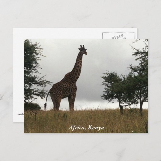 Kenia giraffe in het wild briefkaart (Voorkant / Achterkant)
