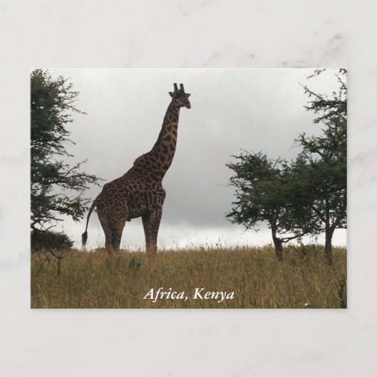 Kenia giraffe in het wild briefkaart (Voorkant)
