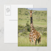 Kenia, Lewa Conservancy, Giraffe Masai Briefkaart (Voorkant / Achterkant)