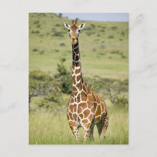 Kenia, Lewa Conservancy, Giraffe Masai Briefkaart (Voorkant)