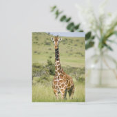 Kenia, Lewa Conservancy, Giraffe Masai Briefkaart (Staand voorkant)