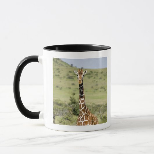 Kenia, Lewa Conservancy, Giraffe Masai Mok (Links)