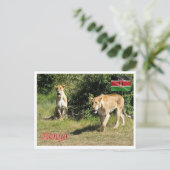 Kenia - Lionesses - Briefkaart (Staand voorkant)