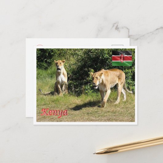 Kenia - Lionesses - Briefkaart (Voorkant / Achterkant in situ)