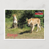 Kenia - Lionesses - Briefkaart (Voorkant)