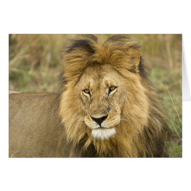 Kenia Masai Mara (Voorkant Horizontaal)