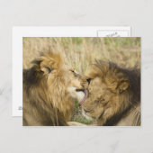 Kenia, Masai Mara Briefkaart (Voorkant / Achterkant)