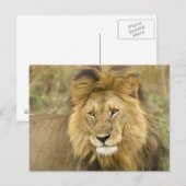 Kenia Masai Mara Briefkaart (Voorkant / Achterkant)