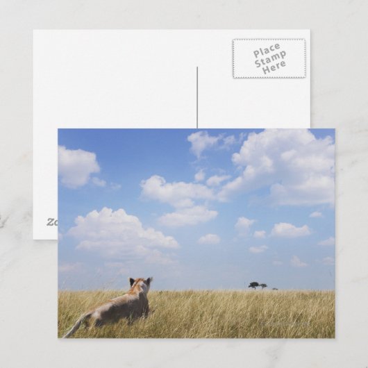 Kenia, Masai Mara Briefkaart (Voorkant / Achterkant)