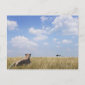 Kenia, Masai Mara Briefkaart (Voorkant)