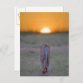 Kenia, Masai Mara Briefkaart (Voorkant / Achterkant)