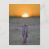 Kenia, Masai Mara Briefkaart (Voorkant)