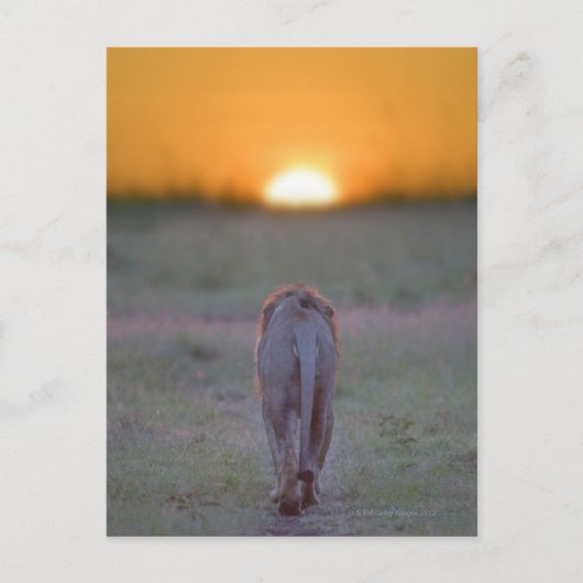 Kenia, Masai Mara Briefkaart (Voorkant)