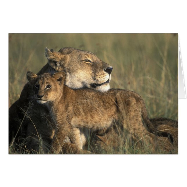 Kenia, Masai Mara Game Reserve, Leeuwin (Voorkant Horizontaal)