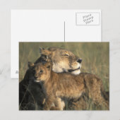 Kenia, Masai Mara Game Reserve, Leeuwin Briefkaart (Voorkant / Achterkant)
