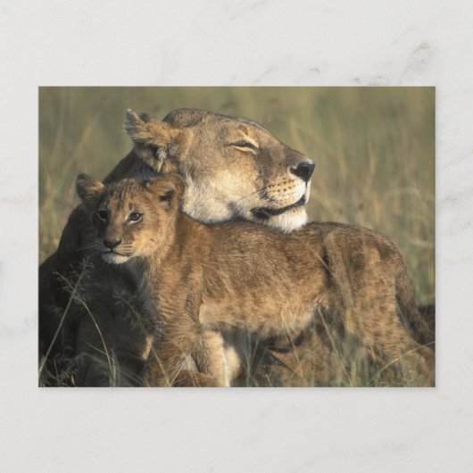 Kenia, Masai Mara Game Reserve, Leeuwin Briefkaart (Voorkant)