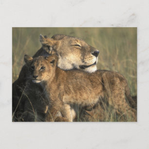 Kenia, Masai Mara Game Reserve, Lioness Briefkaart