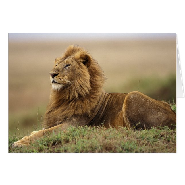 Kenia, Masai Mara | Leeuw (Voorkant Horizontaal)