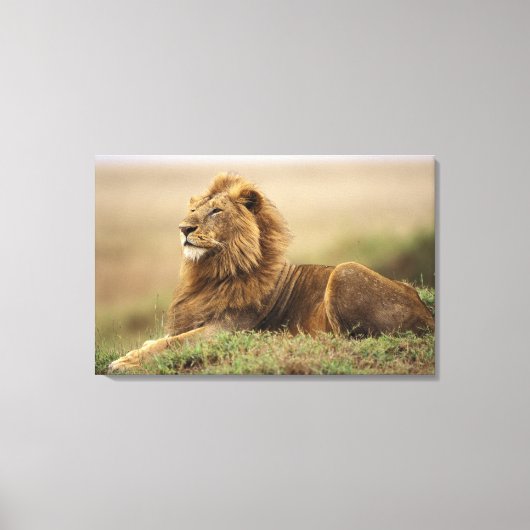 Kenia, Masai Mara | Leeuw Canvas Afdruk (Voorkant)