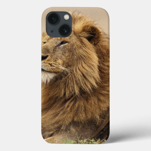 Kenia, Masai Mara | Leeuw Case-Mate iPhone Case (Achterkant)