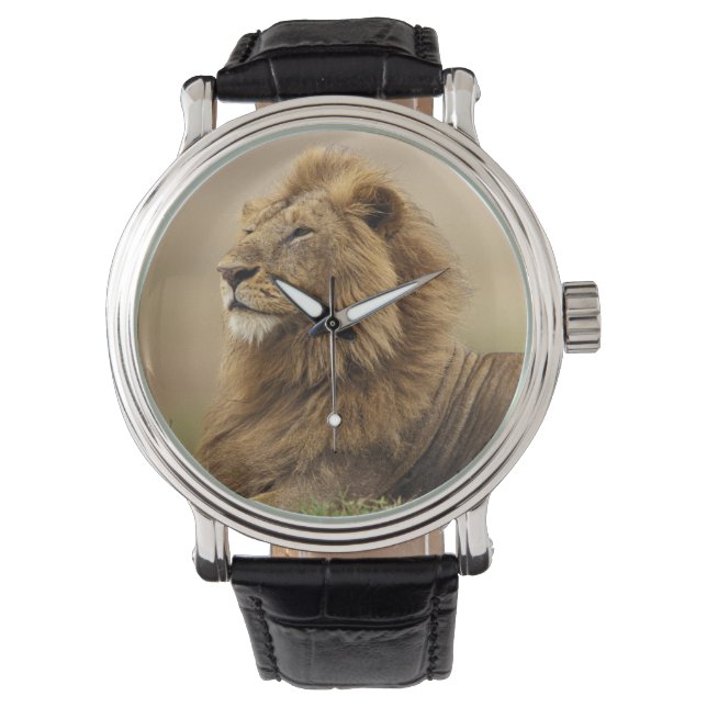 Kenia, Masai Mara | Leeuw Horloge (Voorkant)