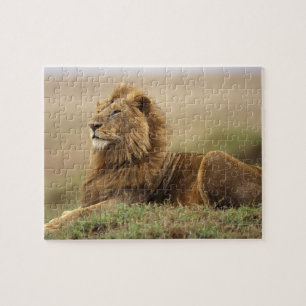 Kenia, Masai Mara   Leeuw Legpuzzel