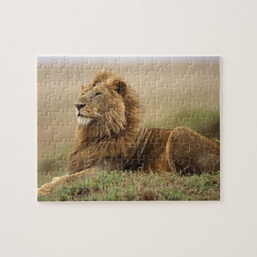 Kenia, Masai Mara | Leeuw Legpuzzel (Horizontaal)