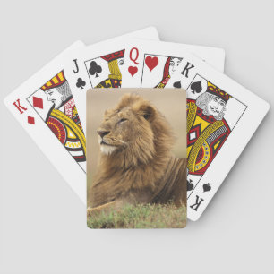 Kenia, Masai Mara Leeuw mannetje Speelkaarten