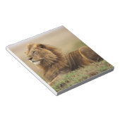 Kenia, Masai Mara | Leeuw Notitieblok (Schuin)