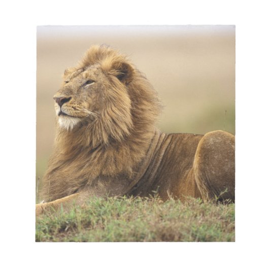 Kenia, Masai Mara | Leeuw Notitieblok (Voorkant)