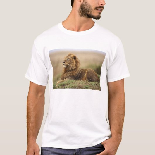Kenia, Masai Mara | Leeuw T-shirt (Voorkant)
