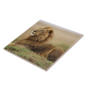 Kenia, Masai Mara | Leeuw Tegeltje (Zijkant)