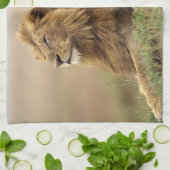 Kenia, Masai Mara | Leeuw Theedoek (Gevouwen)