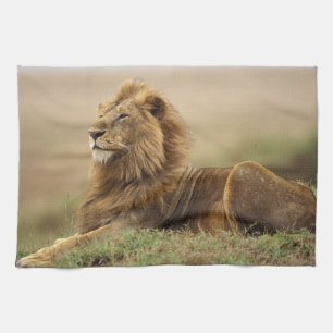 Kenia, Masai Mara   Leeuw Theedoek