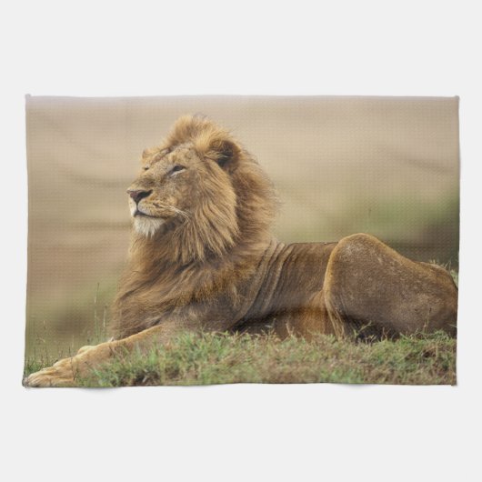 Kenia, Masai Mara | Leeuw Theedoek (Horizontaal)