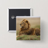 Kenia, Masai Mara | Leeuw Vierkante Button 5,1 Cm (Voorkant /achterkant)