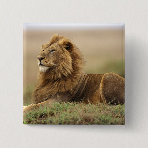 Kenia, Masai Mara   Leeuw Vierkante Button 5,1 Cm