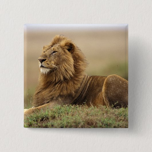 Kenia, Masai Mara | Leeuw Vierkante Button 5,1 Cm (Voorkant)