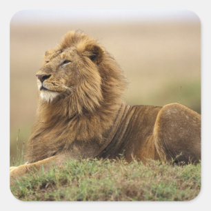 Kenia, Masai Mara   Leeuw Vierkante Sticker