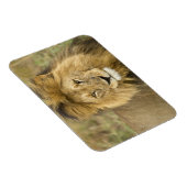 Kenia Masai Mara Magneet (Rechterzijde)