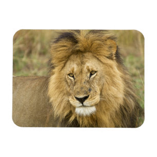 Kenia Masai Mara Magneet